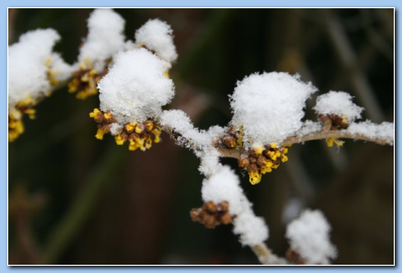 Arnhem Snow 053